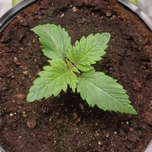 Viparspectra Grow 20 December 2022 Blueberry.jpg