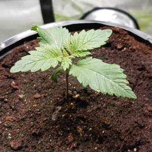 Viparspectra Grow 20 December 2022 Blueberry 1.jpg