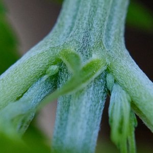 Mulanje HP pre-flowers showing erupting pistils