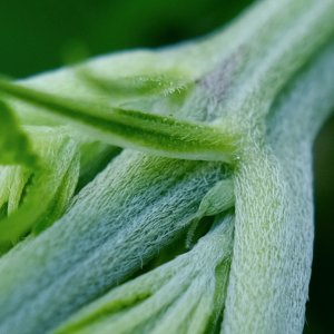 Mulanje HP pre-flowers showing erupting pistils