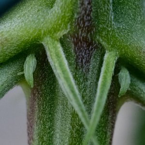 Mulanje ME pre-flowers showing erupting pistils