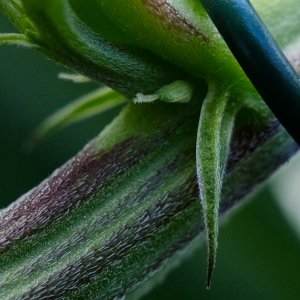 Mulanje Sherbert pre-flowers showing erupting pistils