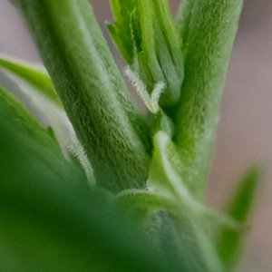 Mulanje Sherbert pre-flowers showing erupting pistils