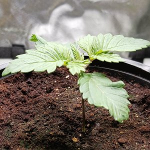 Viparspectra Grow 21 December 2022 Blueberry 1.jpg