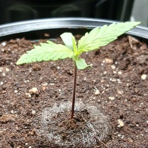 Viparspectra Grow 21 December 2022 Zkittlez 1.jpg