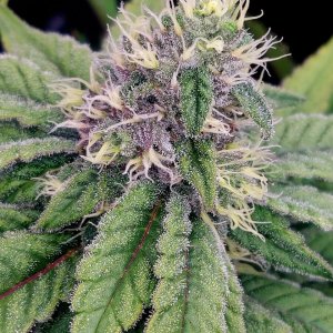 Zombie Death-Grow Journal