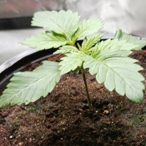 Viparspectra Grow 22 December 2022 Blueberry 1.jpg