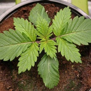 Viparspectra Grow 23 December 2022 Blueberry.jpg