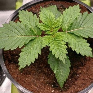 Viparspectra Grow 24 December 2022 Blueberry.jpg