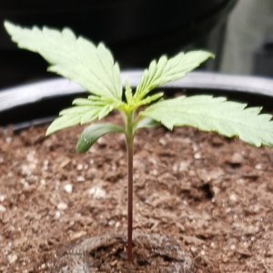 Viparspectra Grow 24 December 2022 Zkittlez 1.jpg