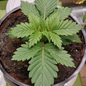 Viparspectra Grow 25 December 2022 Blueberry.jpg