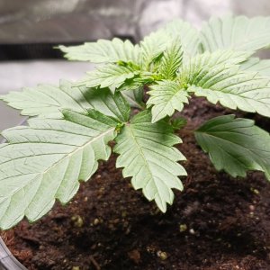 Viparspectra Grow 25 December 2022 Blueberry 1.jpg