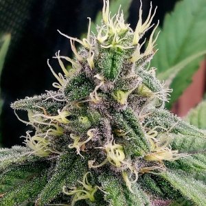 Zombie Death-Grow Journal