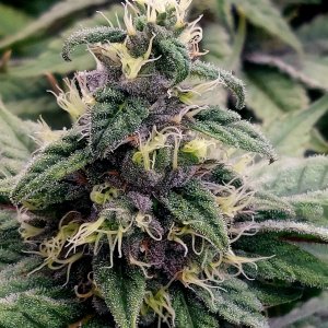 Zombie Death-Grow Journal