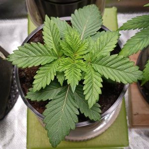 Viparspectra Grow 27 December 2022 Blueberry.jpg