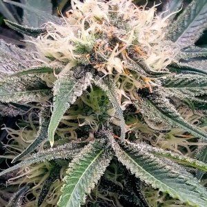 Big Bull-Grow Journal