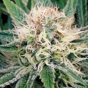 Big Bull-Grow Journal