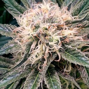 Big Bull-Grow Journal