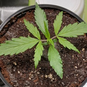 Viparspectra Grow 28 December 2022 Zkittlez.jpg