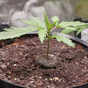 Viparspectra Grow 28 December 2022 Zkittlez 1.jpg