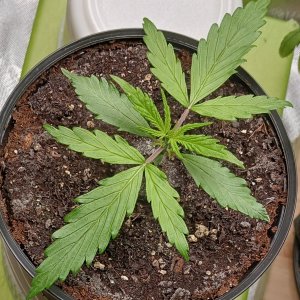 Viparspectra Grow 29 December 2022 Zkittlez.jpg