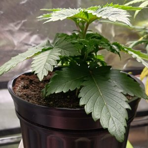 Viparspectra Grow 31 December 2022 Blueberry 1.jpg