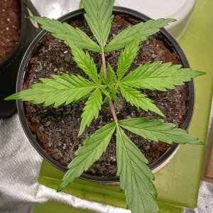 Viparspectra Grow 31 December 2022 Zkittlez.jpg