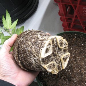 Root ball Tropicanna Banana IMG_4060.JPG