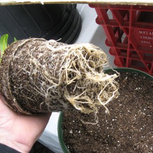 Root ball Tropicanna Banana IMG_4061.JPG