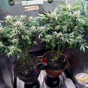 Big Bull-Grow Journal