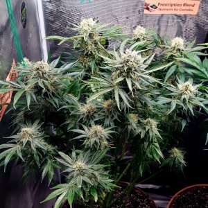 Big Bull-Grow Journal