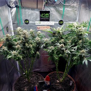 Big Bull-Grow Journal