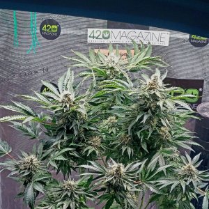 Big Bull-Grow Journal