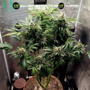 Big Bull-Grow Journal