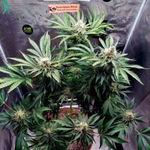 Big Bull-Grow Journal