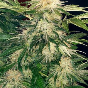 Big Bull-Grow Journal