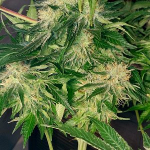 Big Bull-Grow Journal