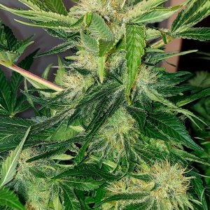 Big Bull-Grow Journal