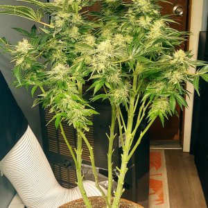 Big Bull-Grow Journal