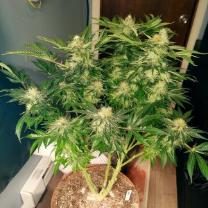 Big Bull-Grow Journal