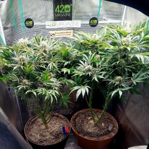 Big Bull-Grow Journal