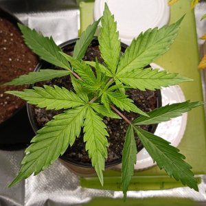 Viparspectra Grow 02 January 2023 Zkittlez.jpg