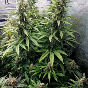 Gorilla Glue Super Lemon Haze-Grow Journal