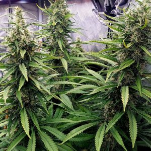 Gorilla Glue Super Lemon Haze-Grow Journal