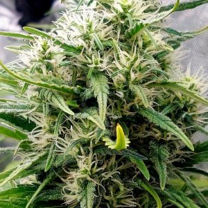 Gorilla Glue Super Lemon Haze-Grow Journal