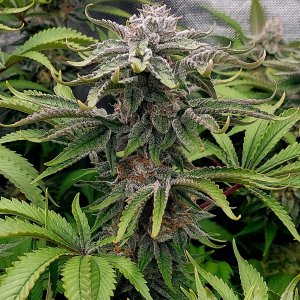 Zombie Death-Grow Journal