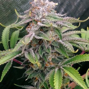 Zombie Death-Grow Journal