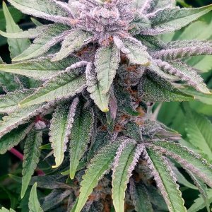 Zombie Death-Grow Journal