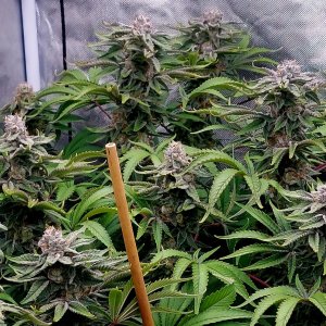 Zombie Death-Grow Journal