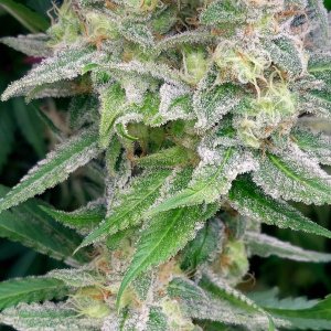 Zombie Death-Grow Journal